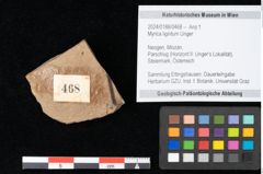 Foto (Objekt + Etikett) von Myrica lignitum Unger (NHMW-GEO-2024-0188-0468)